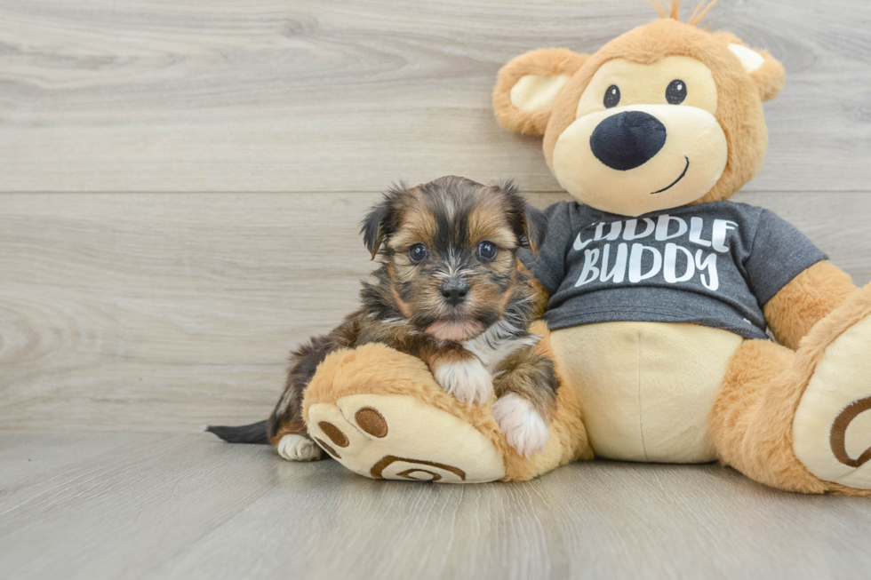 Shorkie Pup Being Cute