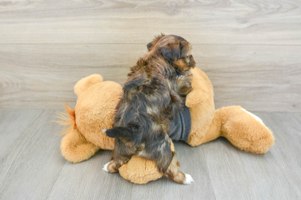 Shorkie Puppy for Adoption