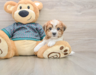 6 week old Shorkie Puppy For Sale - Premier Pups