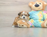 6 week old Shorkie Puppy For Sale - Premier Pups