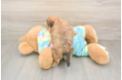 Cute Shorkie Baby