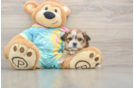 Best Shorkie Baby