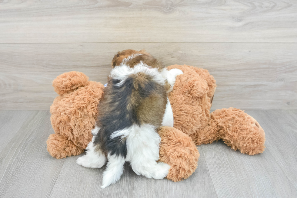 Shorkie Pup Being Cute