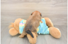 Fluffy Shorkie Designer Pup