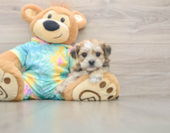 6 week old Shorkie Puppy For Sale - Premier Pups