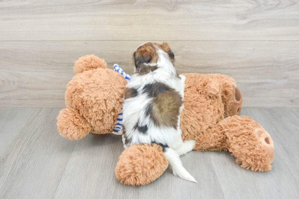 Popular Shorkie Designer Pup