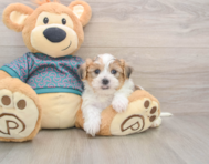 9 week old Shorkie Puppy For Sale - Premier Pups