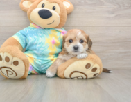 6 week old Shorkie Puppy For Sale - Premier Pups