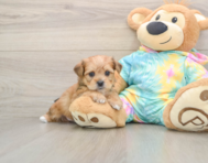 6 week old Shorkie Puppy For Sale - Premier Pups