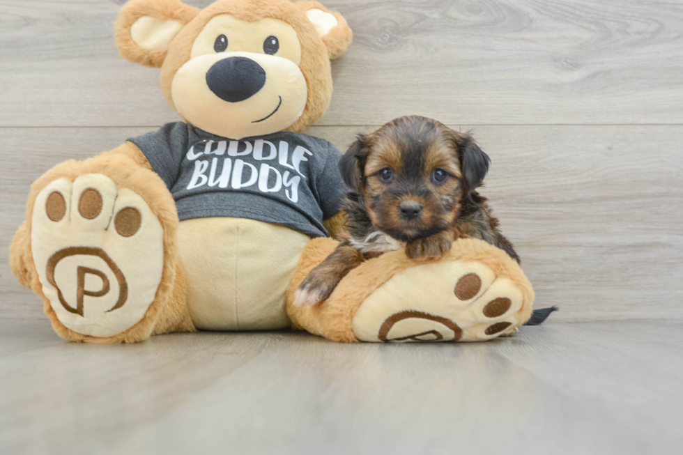 Little Shorkie Tzu Designer Puppy