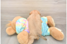 Best Shorkie Baby