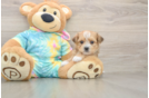 Shorkie Puppy for Adoption