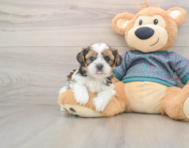 9 week old Shorkie Puppy For Sale - Premier Pups