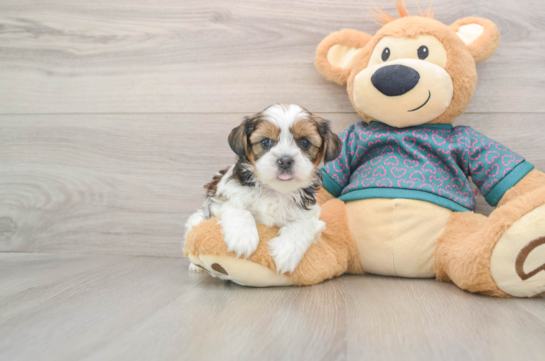 Shorkie Puppy for Adoption