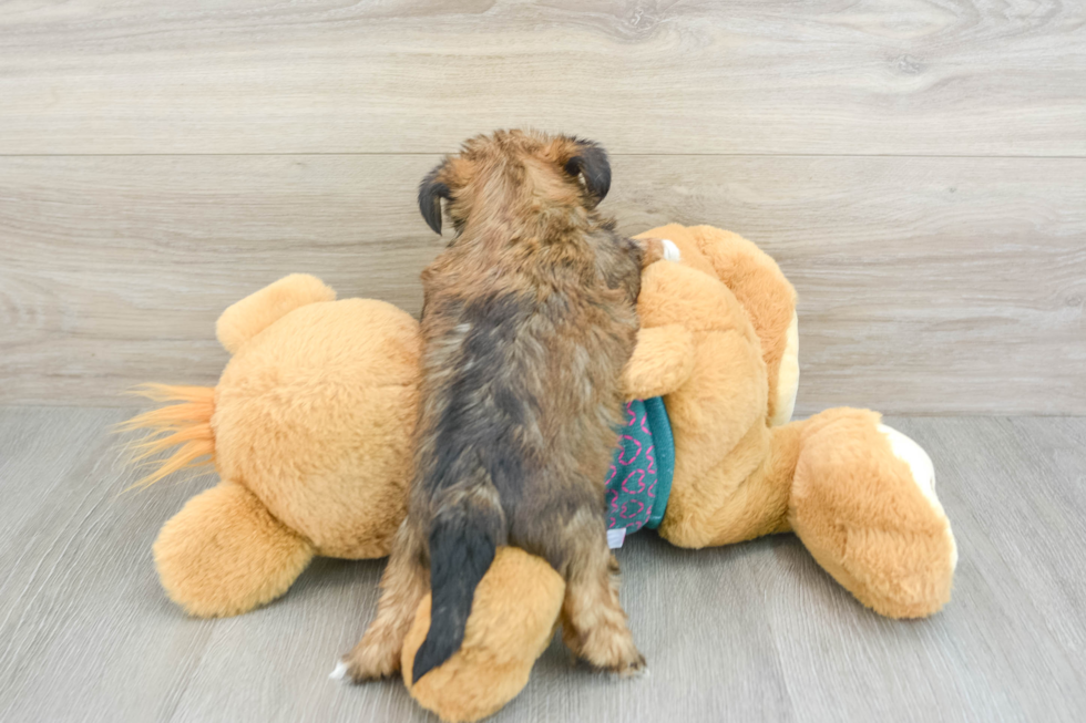 Shorkie Pup Being Cute