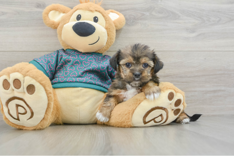 Little Shorkie Tzu Designer Puppy