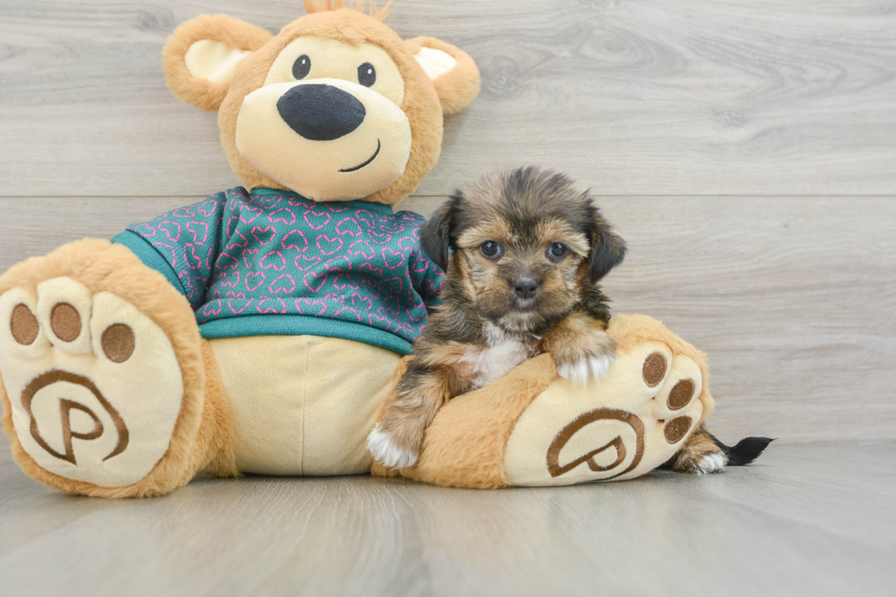 Little Shorkie Tzu Designer Puppy