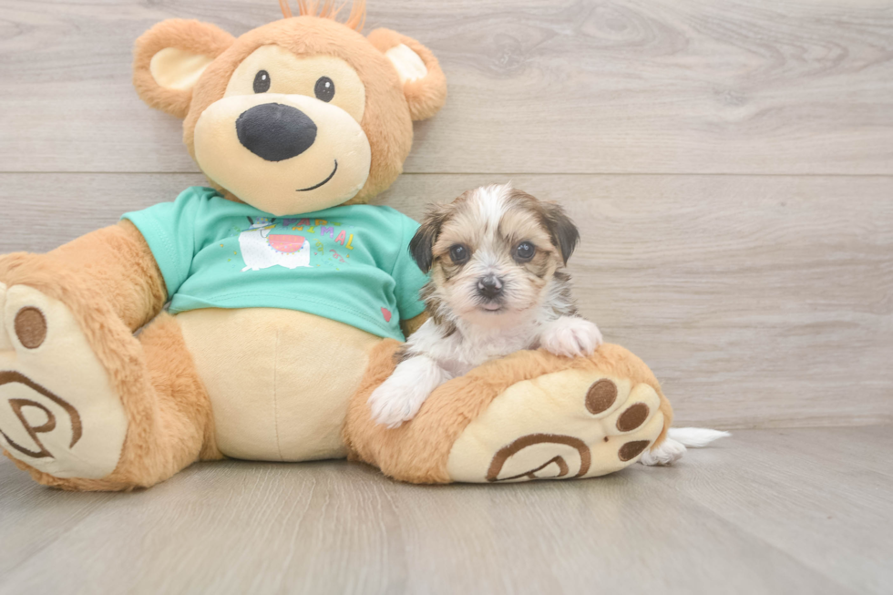 Shorkie Puppy for Adoption