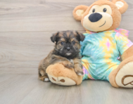 8 week old Shorkie Puppy For Sale - Premier Pups