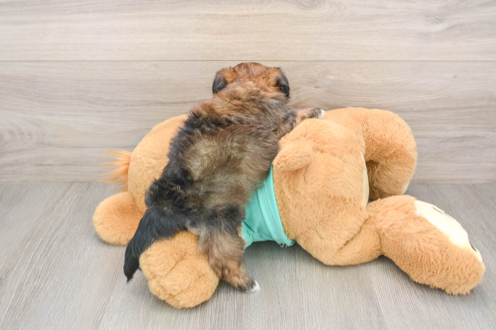 Shorkie Puppy for Adoption