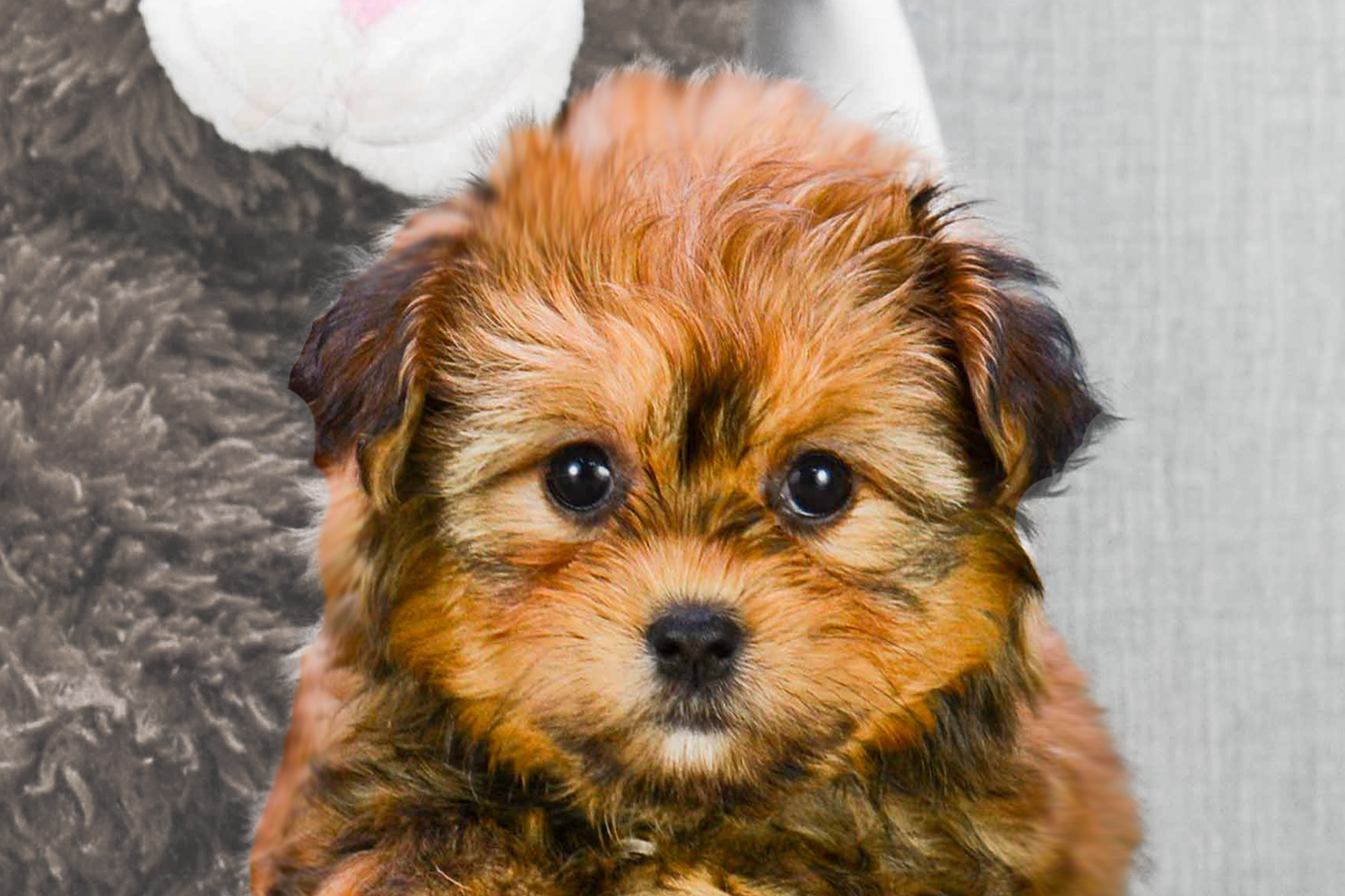 Shorkie Puppies For Sale - Premier Pups