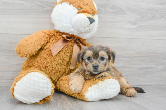 Little Shorkie Designer Puppy