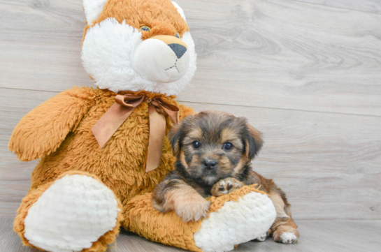 Hypoallergenic Shorkie Designer Puppy