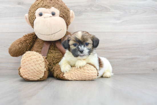 Shorkie Pup Being Cute