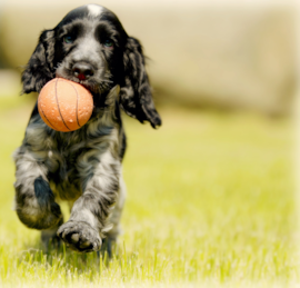 Cocker Spaniel Puppies For Sale - Premier Pups