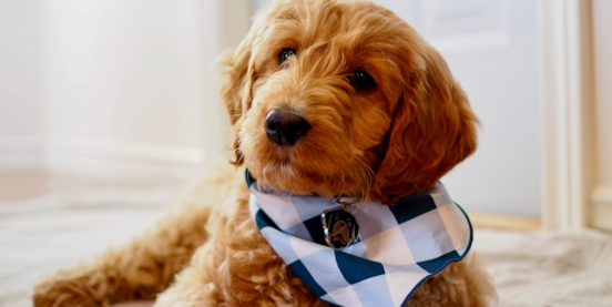 Standard, Toy & Mini: Goldendoodle Difference