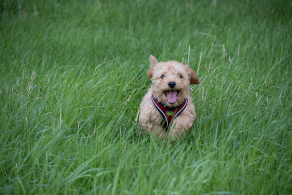 Teacup Cockapoo Guide: True Size, Availability & More 