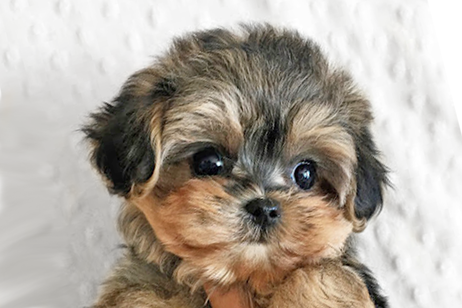 Morkie Puppies For Sale - Premier Pups