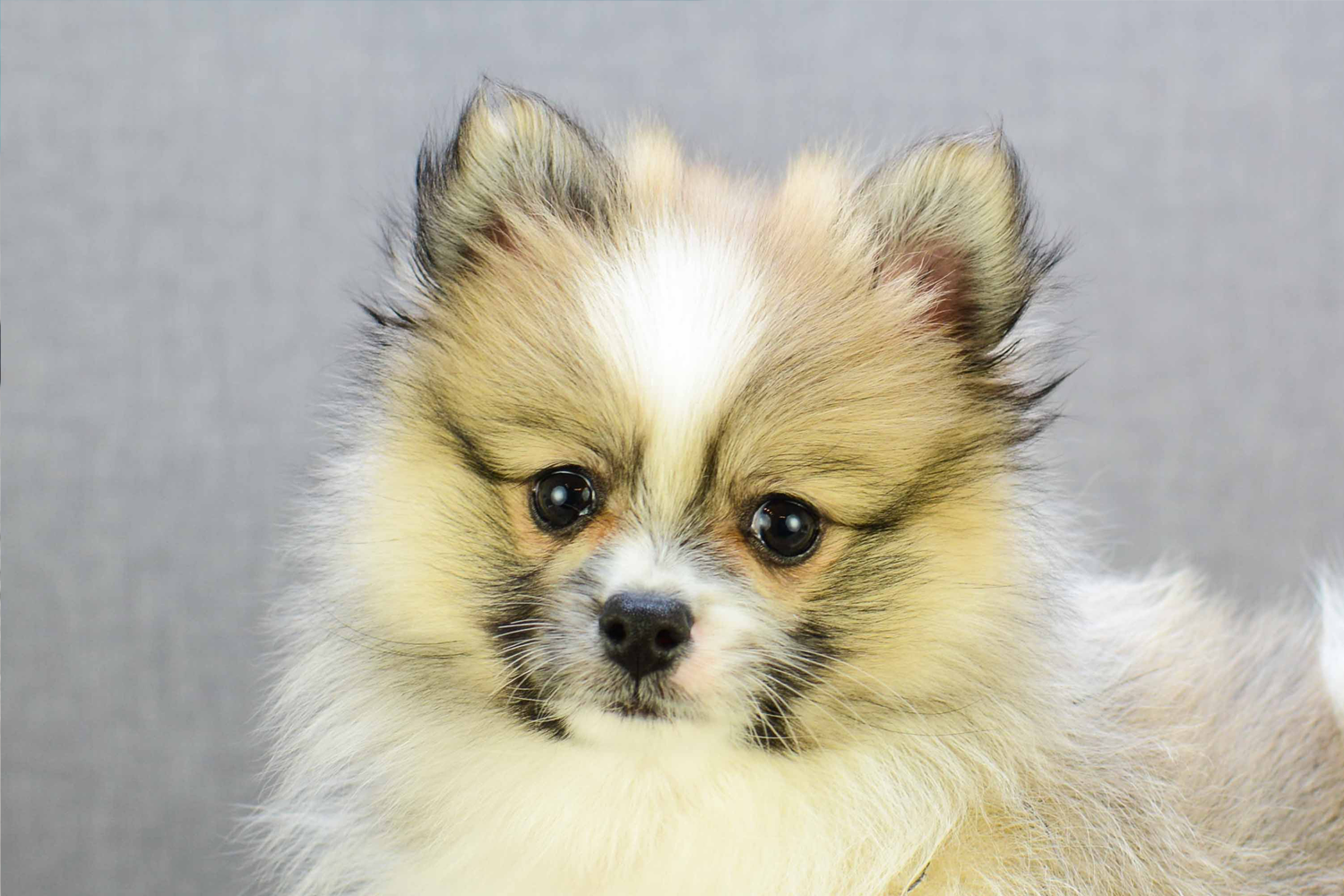 Pomeranian Puppies For Sale - Premier Pups