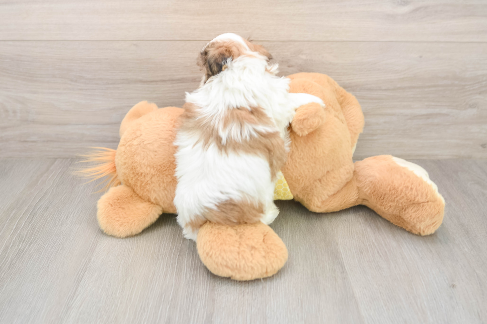 Little Shichon Designer Puppy