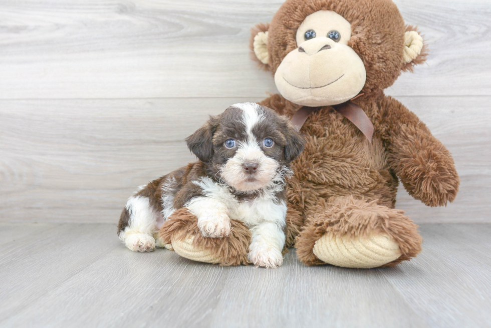 Teddy Bear Pup Being Cute