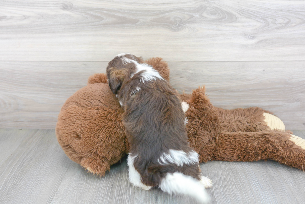 Teddy Bear Puppy for Adoption