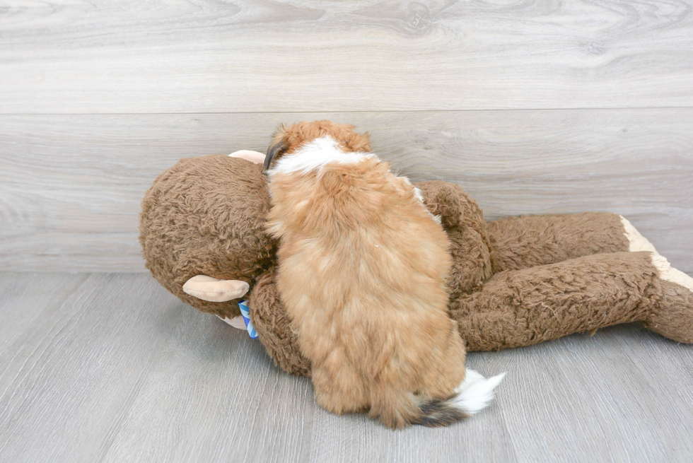 Sweet Teddy Bear Baby