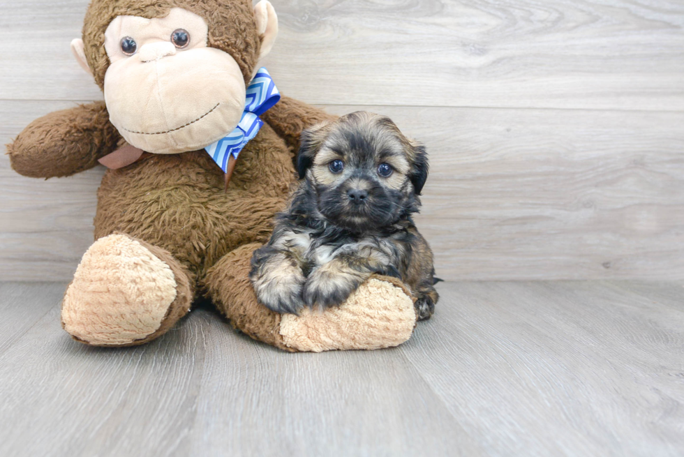 Playful Shi Chon Designer Puppy