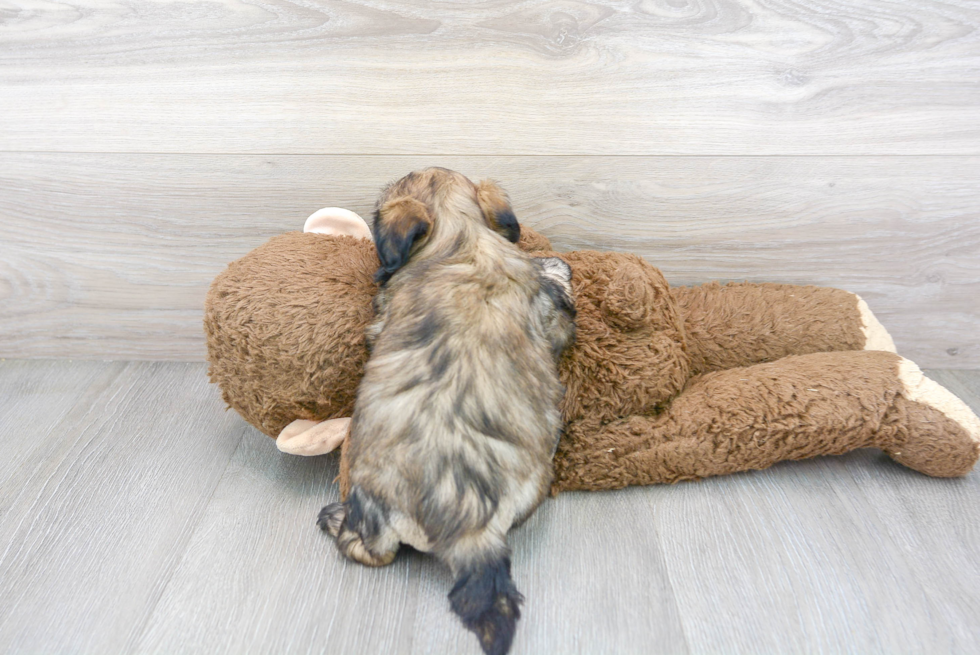 Cute Teddy Bear Baby