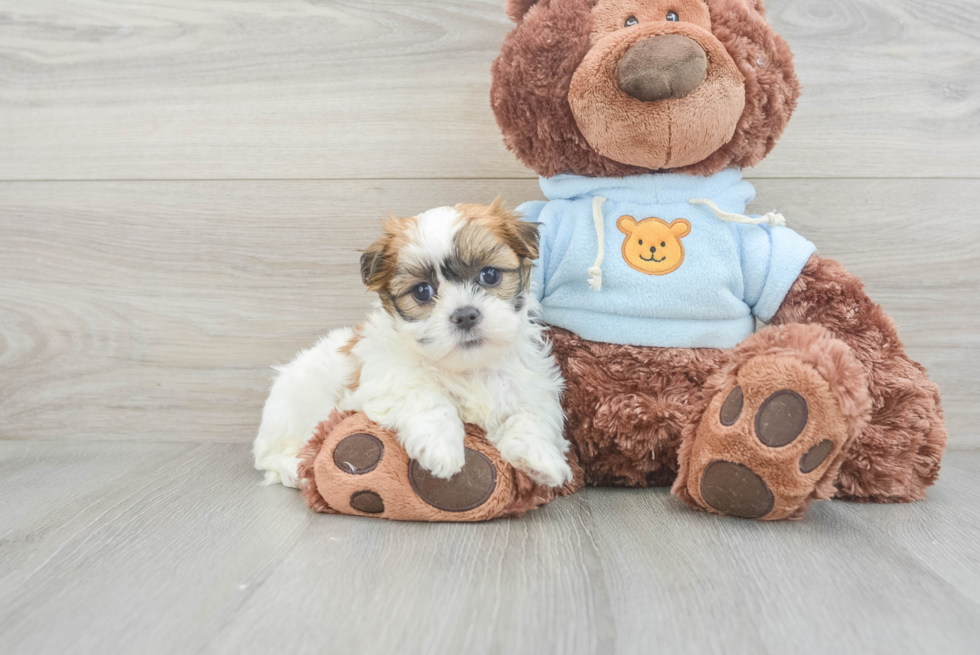 Sweet Teddy Bear Baby