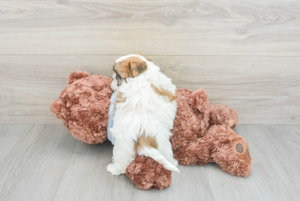 Sweet Teddy Bear Baby