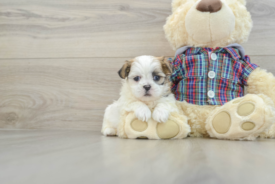 Funny Teddy Bear Designer Pup