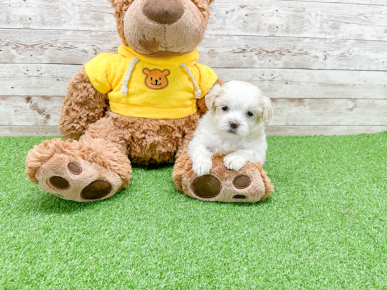 Teddy Bear Puppy for Adoption