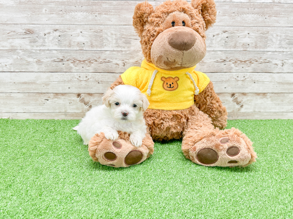 Friendly Teddy Bear Baby