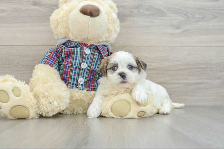 Teddy Bear Puppy for Adoption