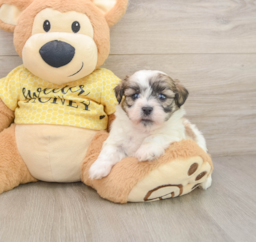 6 week old Teddy Bear Puppy For Sale - Premier Pups
