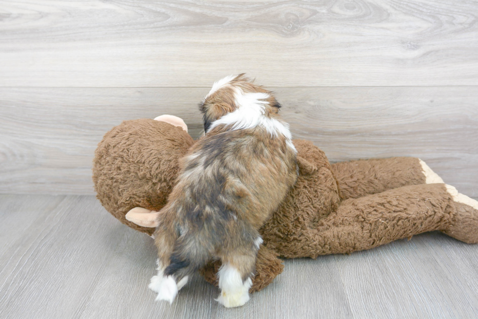 Best Teddy Bear Baby