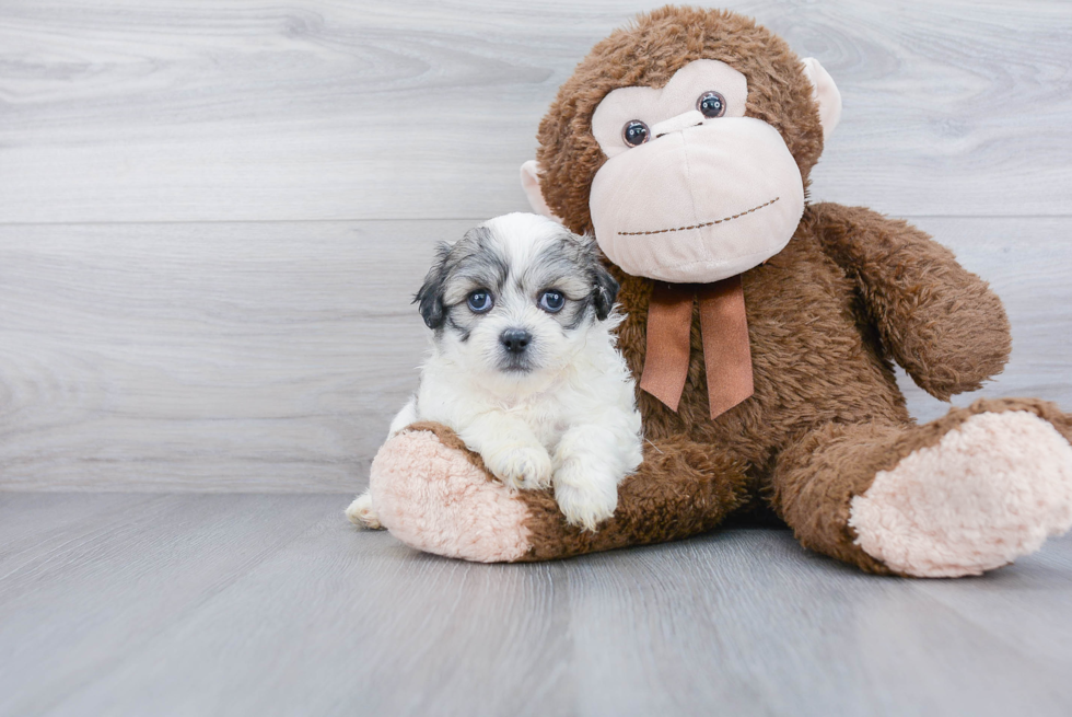 Little Shitzu Designer Puppy