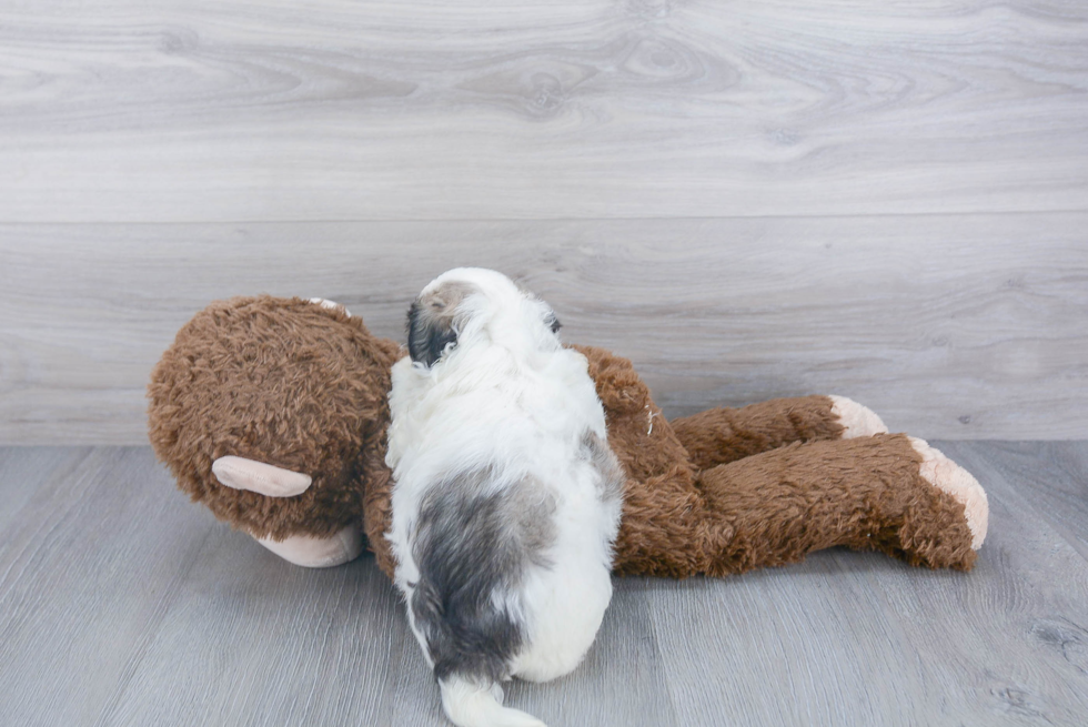 Little Shichon Designer Puppy