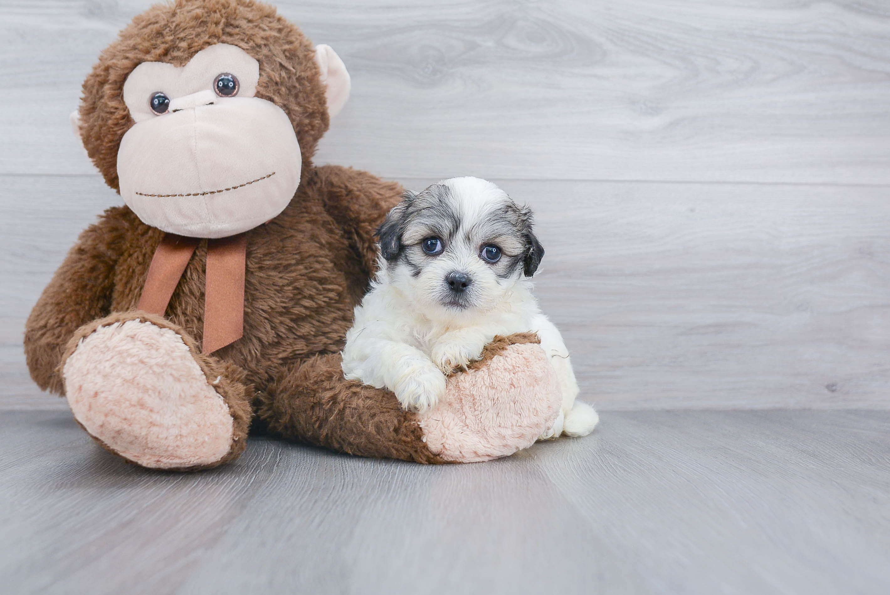 Teddy Bear Pup Being Cute